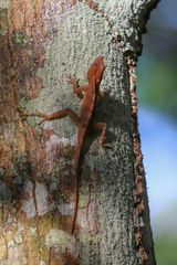 Anolis hispaniolae