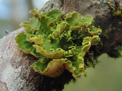 Crocodia