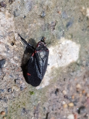Prosapia ignifera