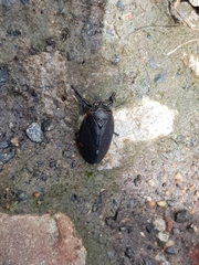 Prosapia ignifera