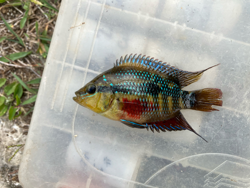 Salvini (Trichromis salvini) — Cichlidae — 2