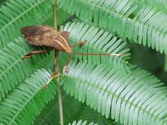 Melucha phyllocnemis