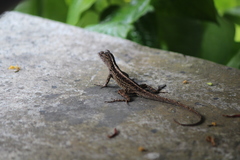 Anolis sagrei