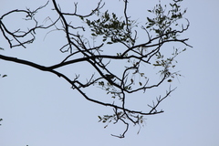 Orthotomus