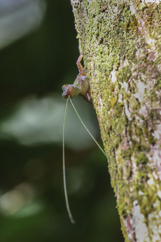 Bark anole, Anolis distichus