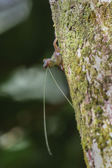 Anolis ignigularis