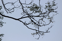 Orthotomus