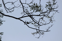 Orthotomus