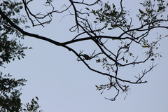Orthotomus