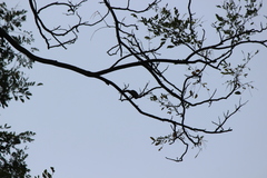 Orthotomus