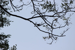 Orthotomus