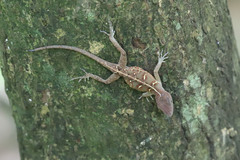 Anolis hispaniolae