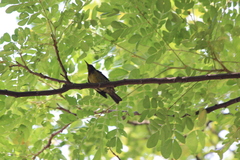 Anthreptes malacensis