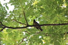 Anthreptes malacensis