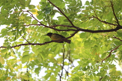 Anthreptes malacensis