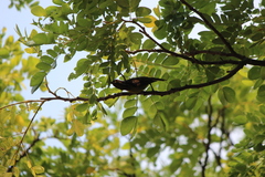 Anthreptes malacensis