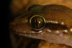 Hemidactylus triedrus