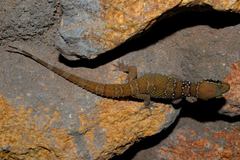 Hemidactylus triedrus