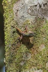 Anolis ignigularis