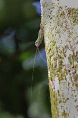 Anolis ignigularis