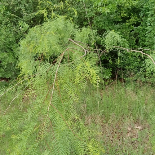 Prosopis glandulosa