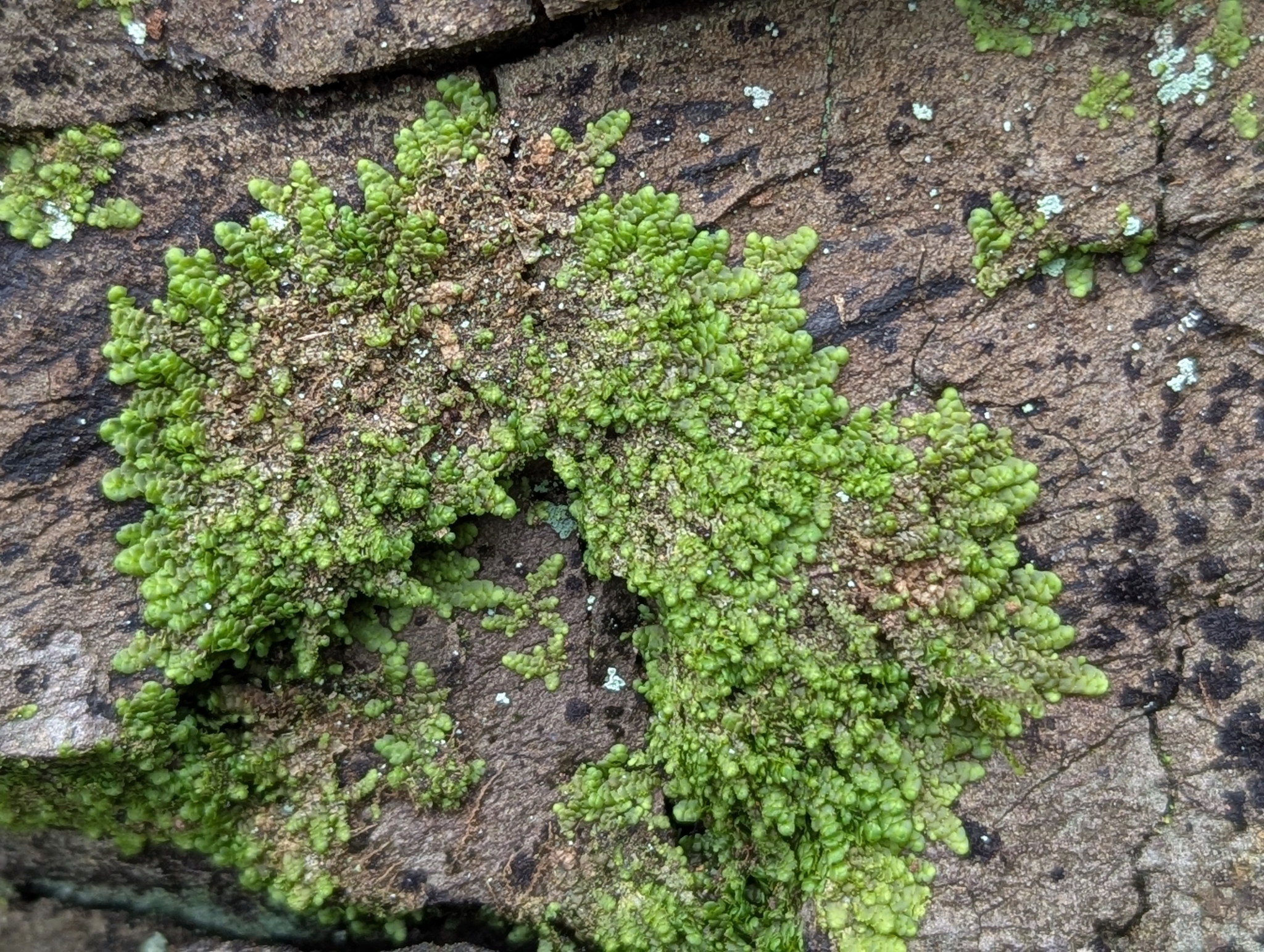 Radula lindenbergiana