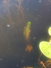 Utricularia macrorhiza image