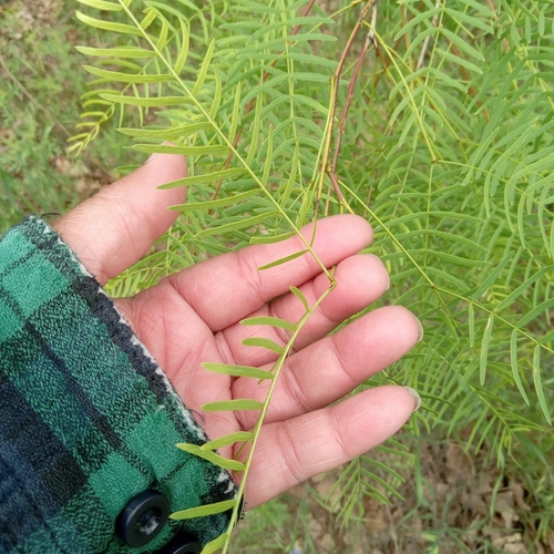 Prosopis glandulosa