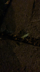 Meconema thalassinum