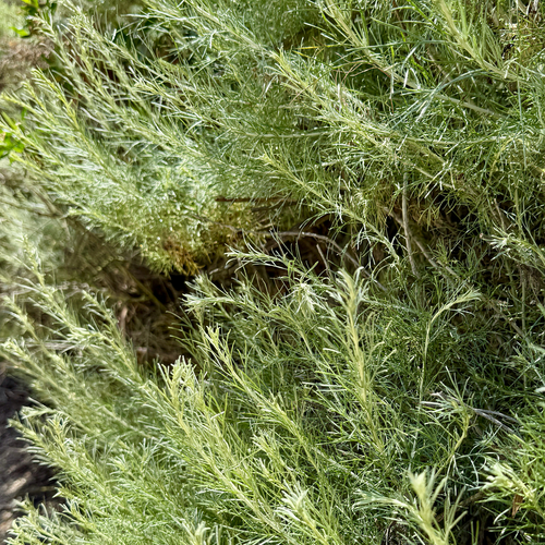 iNaturalist observation photo of California sagebrush