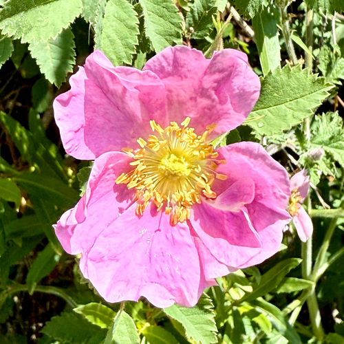 iNaturalist observation photo of California Wild Rose