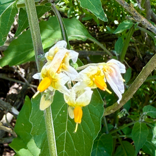 iNaturalist observation photo of greenspot nightshade