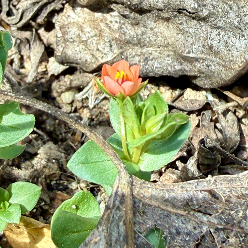 iNaturalist observation photo of scarlet pimpernel