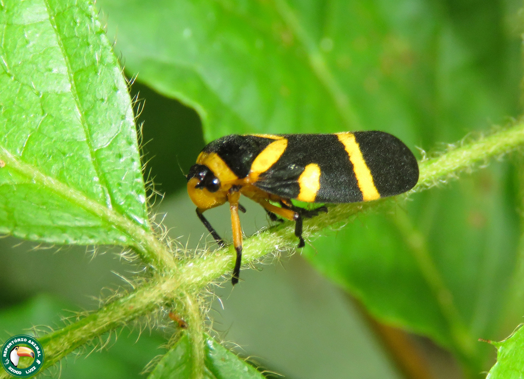 Maxantonia stabilis