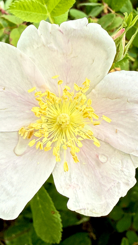 iNaturalist observation photo of California Wild Rose