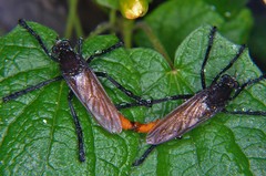 Archilestris magnificus