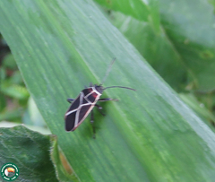 Craspeduchus xanthostaurus