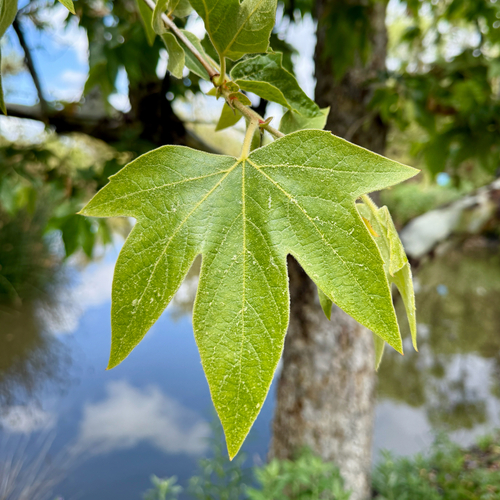 iNaturalist observation photo of western sycamore