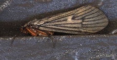 Dicosmoecus atripes