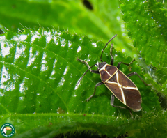 Craspeduchus xanthostaurus