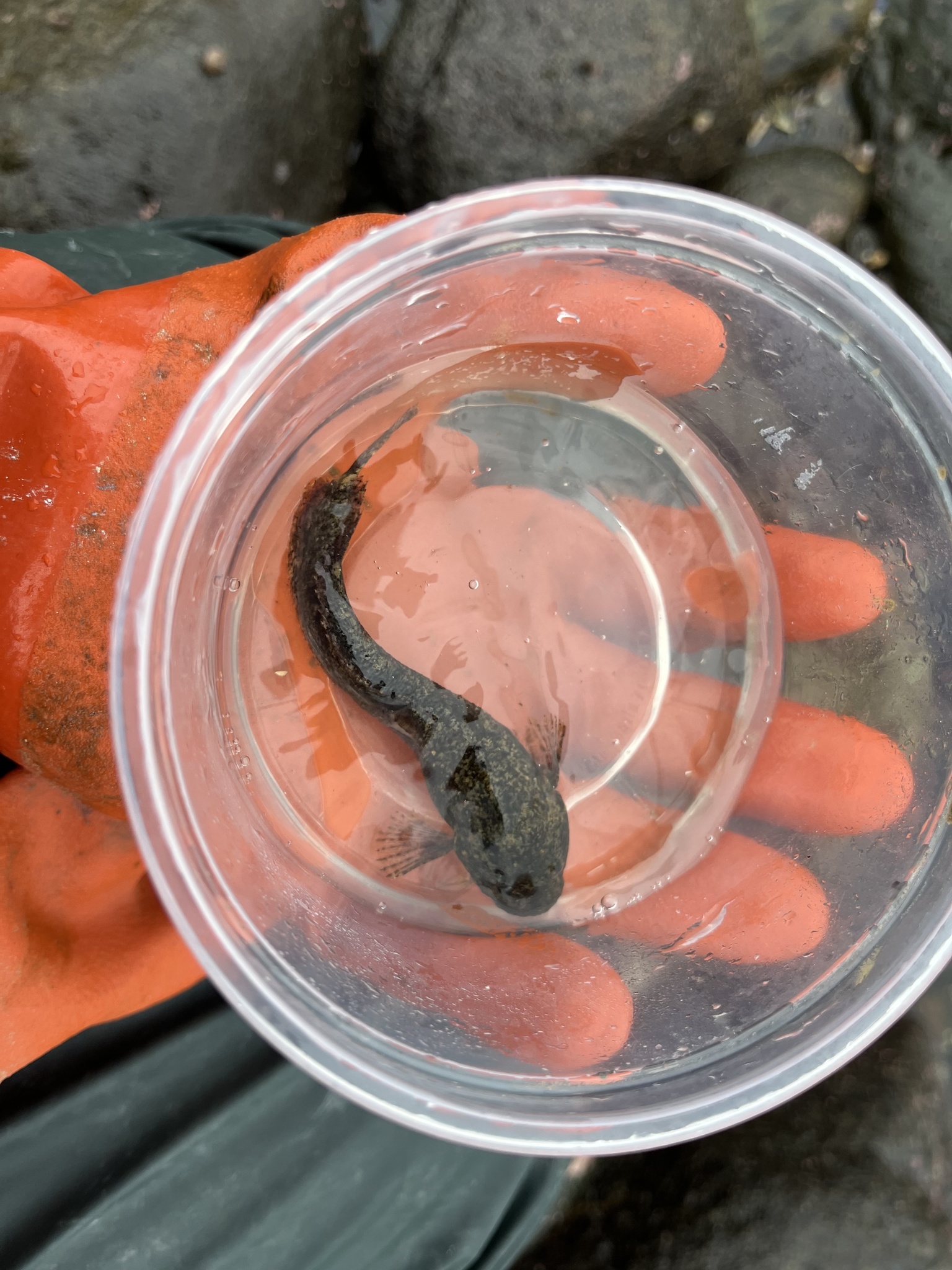 Ribbon Snailfish photo 2