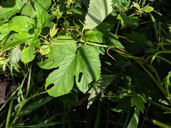 Humulus lupulus lupulus