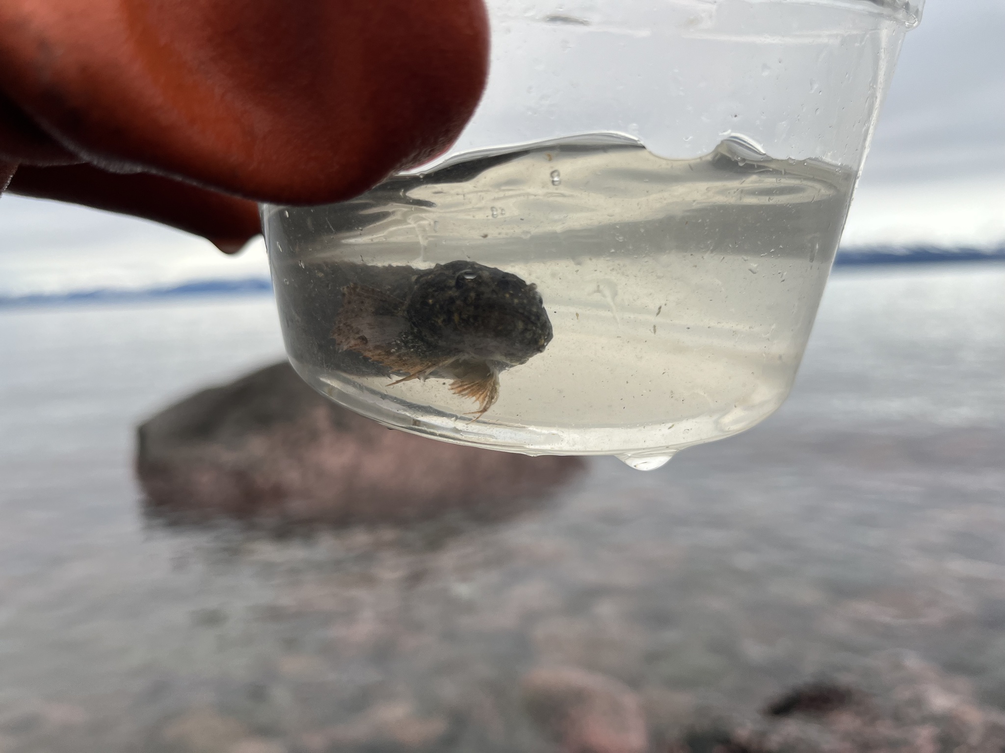 Ribbon Snailfish photo 3