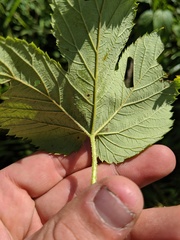Humulus lupulus lupulus