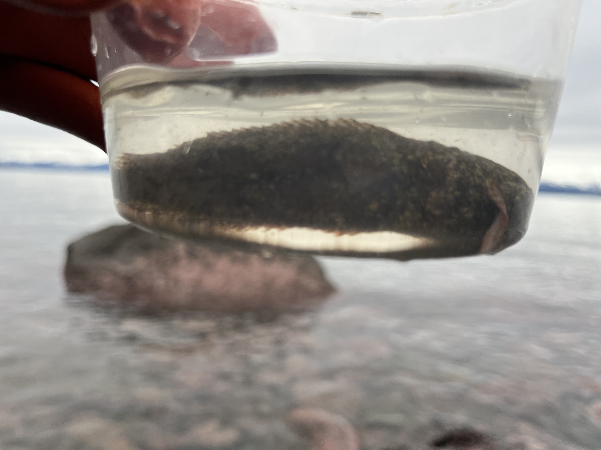 Ribbon Snailfish photo 4