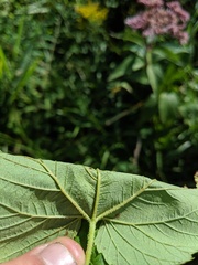 Humulus lupulus lupulus