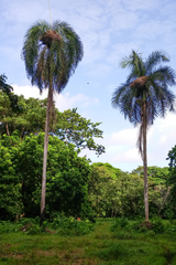 Roystonea borinquena