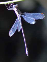 Argia translata