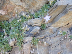 Campanula piperi