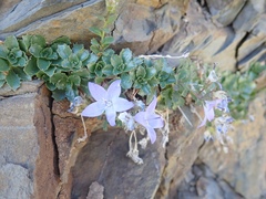 Campanula piperi